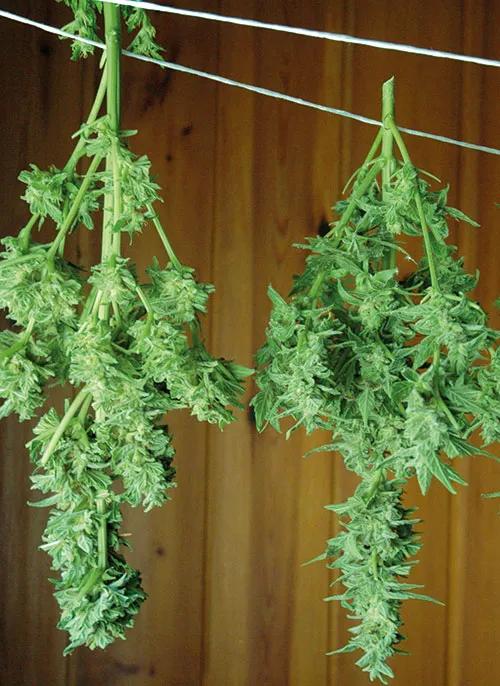 El dilema del olor del cannabis: cómo potenciar el aroma de los cogollos y evitar que los vecinos lo huelan