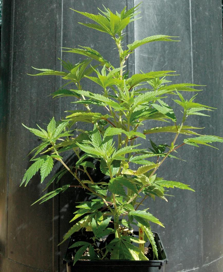 El color verde claro de esta planta todavía no indica carencia, pero sí que habrá que subir un poco la dosis de abono. 