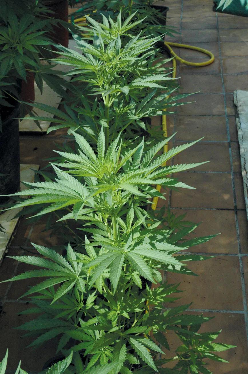 Estas plantas están perfectas: el color es saludable y las hojas se abren hacia el sol con todo su vigor. 