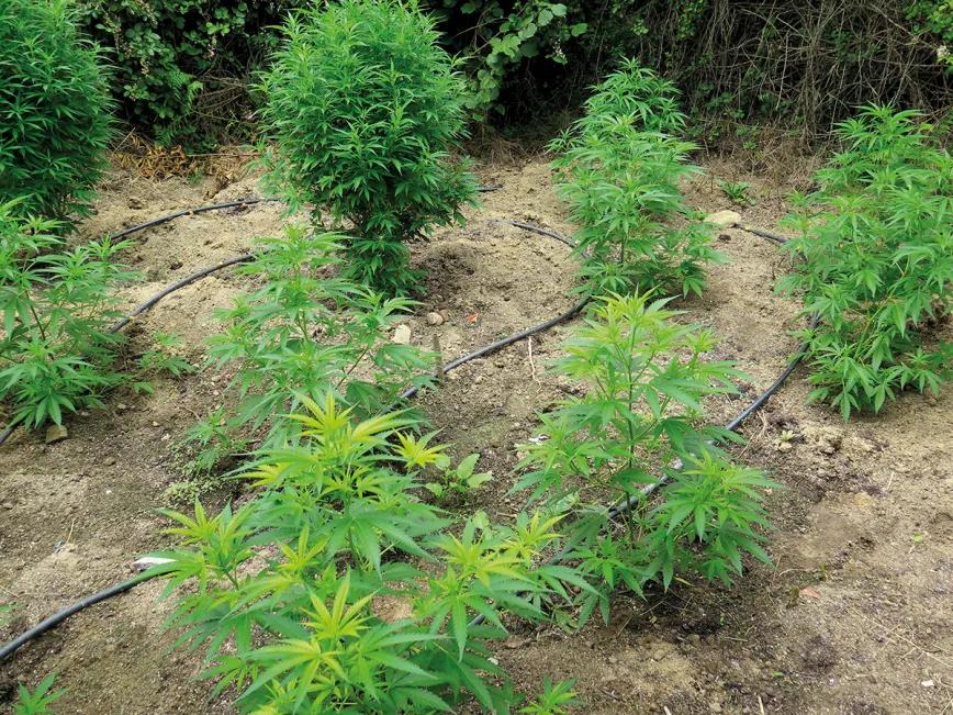 Las plantas que hay en primer término, con el nuevo crecimiento de color muy claro, indican una falta de un nutriente inmóvil, probablemente, hierro. 