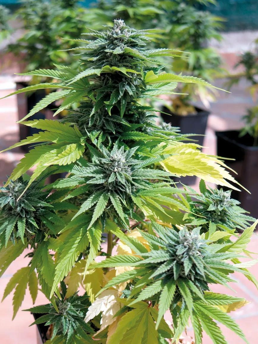 Al final de la floración es normal y hasta positivo que las hojas más grandes comiencen a amarillear. 