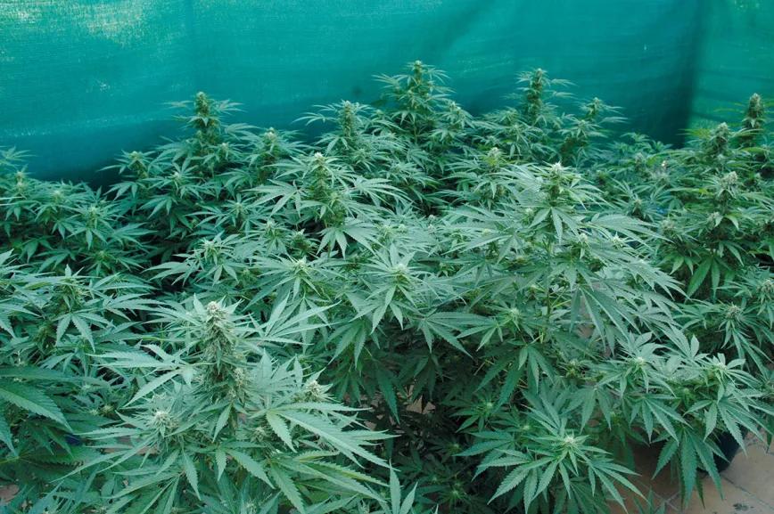 En plena floración y ni una hoja descolorida: esta plantación está sana y bien alimentada. 