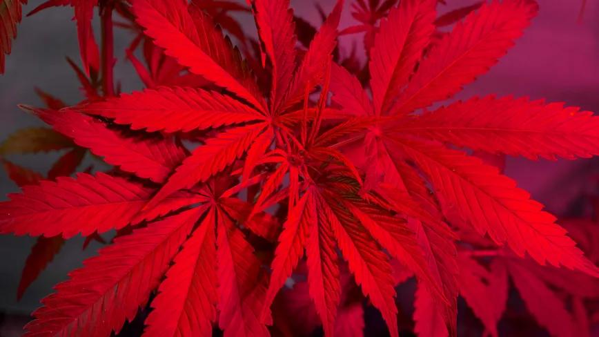 Luz casi invisible potencia el THC en plantas de marihuana