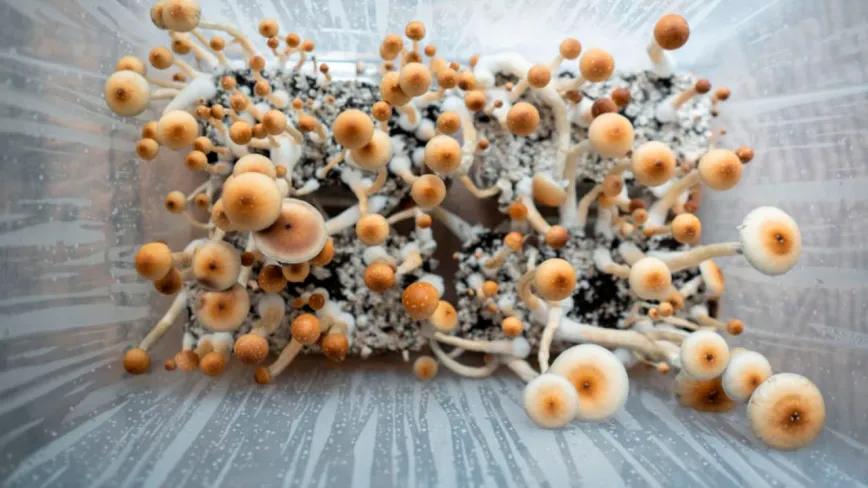 Nueva Zelanda autoriza uso médico de psilocibina para depresión