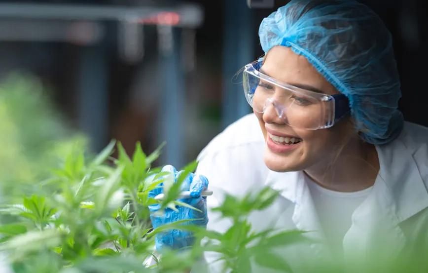 Trabajadores del cannabis lideran la felicidad laboral en EE UU