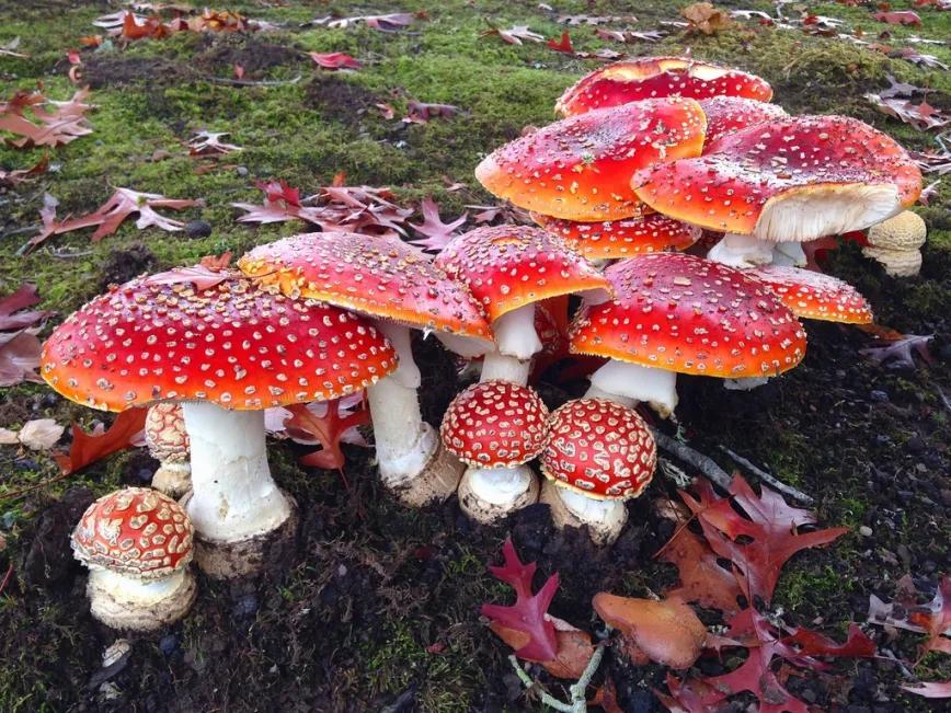¡Atención, miconauta! Participa en la encuesta sobre experiencias con Amanita