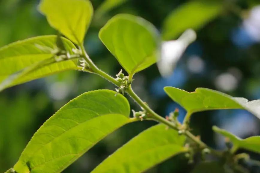 Evidencia dividida sobre presencia de CBD en un arbusto brasileño
