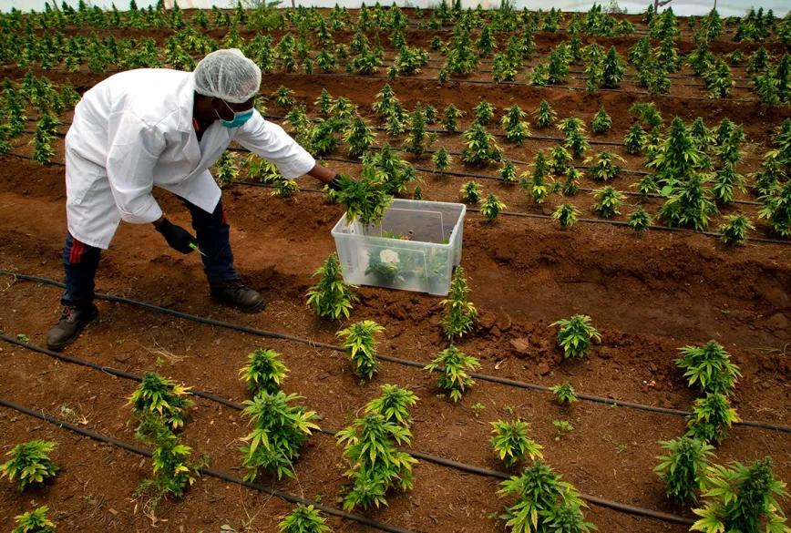 Sudáfrica afina regulación del cannabis y reabre debate de inclusión