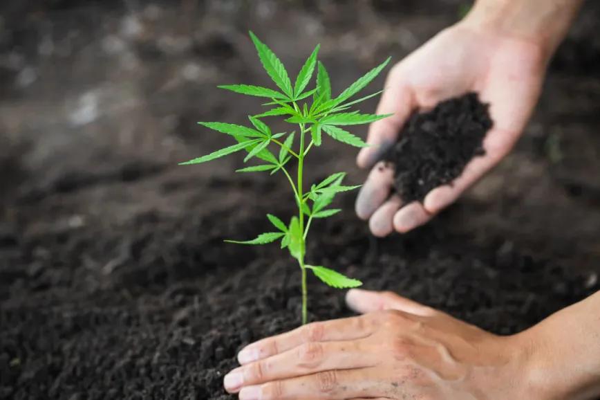 Los sustratos de Biobizz como aliados del cultivo orgánico
