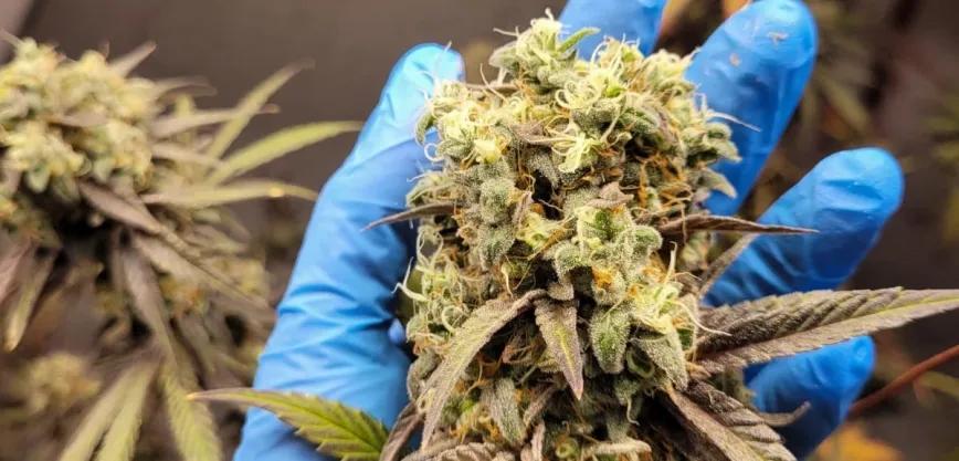 La provincia argentina de Mendoza reglamenta su ley de cannabis y cáñamo