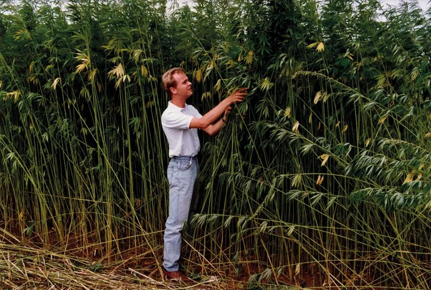 Alan Dronkers en un campo de cáñamo de la empresa HempFlax.
