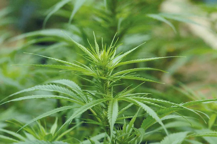 Listas para producir: cómo lograr superplantas 