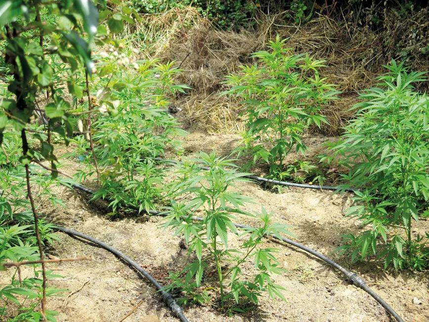 Listas para producir: cómo lograr superplantas 