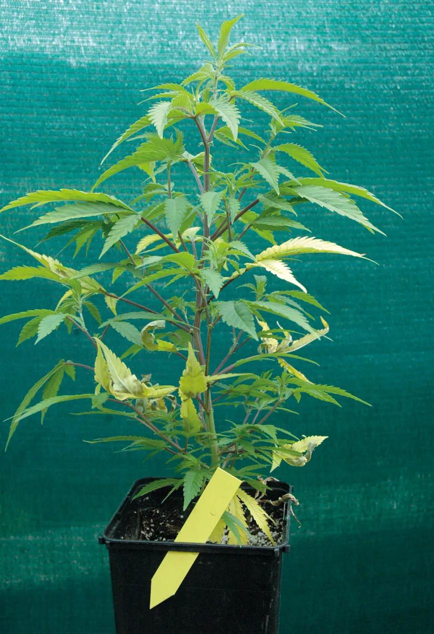 Listas para producir: cómo lograr superplantas 