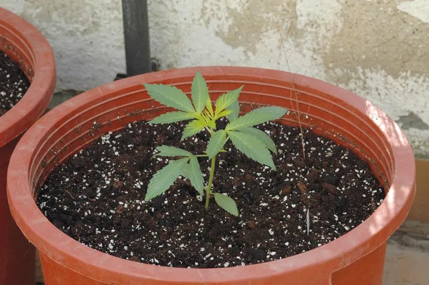Listas para producir: cómo lograr superplantas 