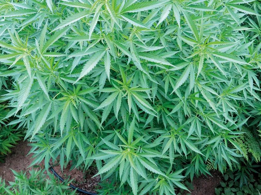 Listas para producir: cómo lograr superplantas 