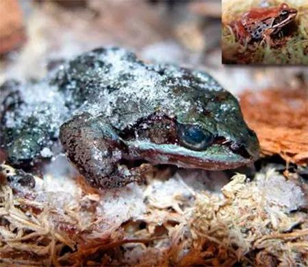 アラスカでは、このアメリカヤマガエル(Rana sylvatica)は、仮死状態で冬を越します。