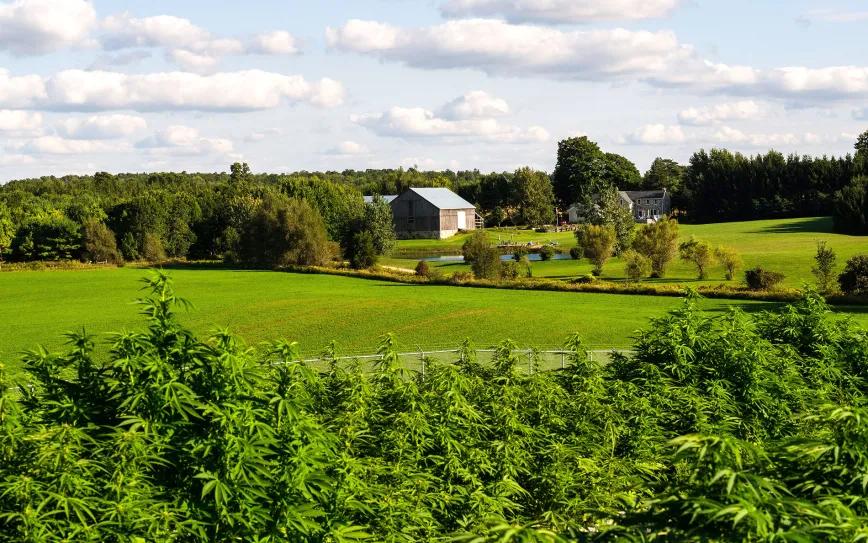 Dos hermanos salvan su granja con cannabis artesanal