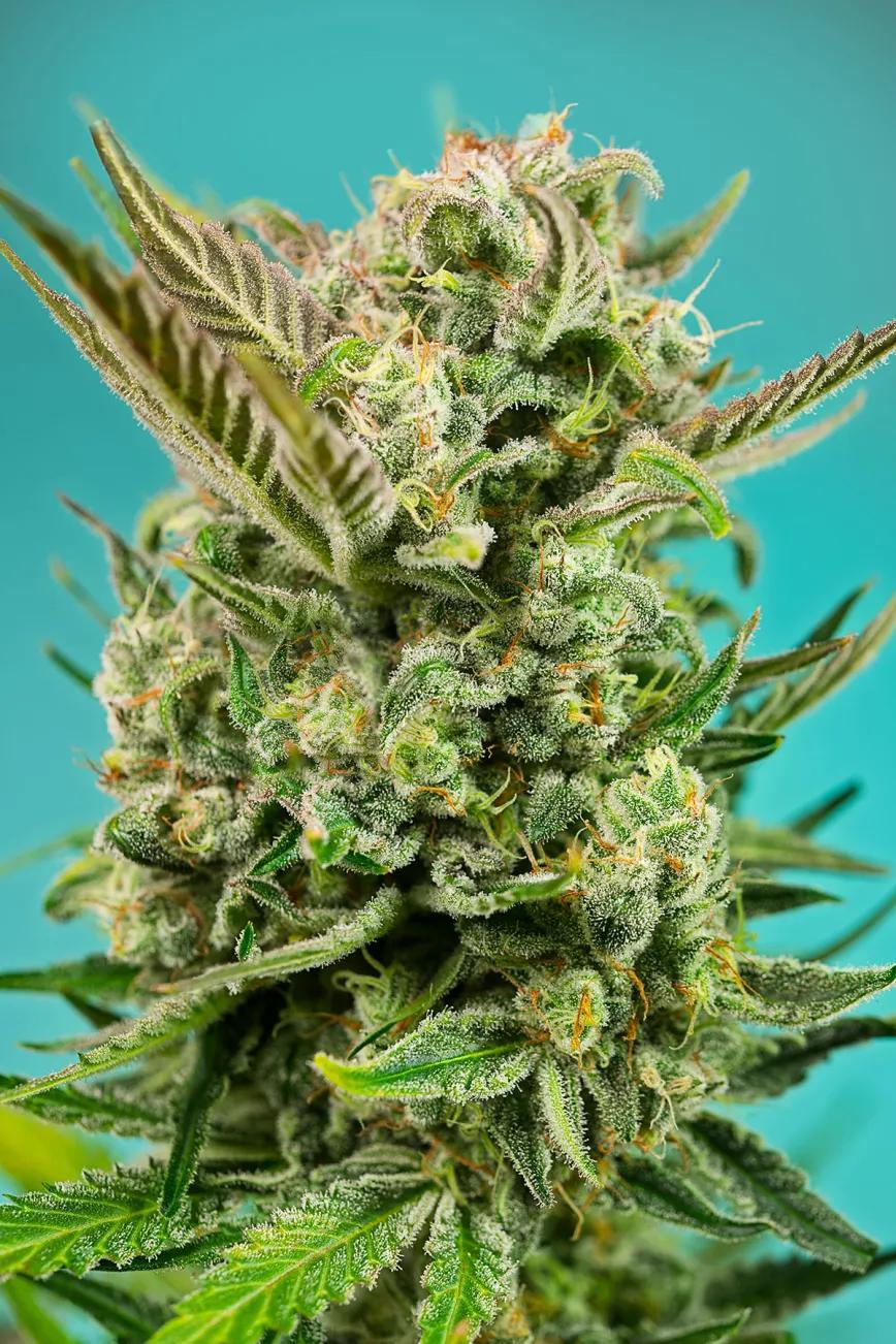 Diablo’s Delight XL Auto de Sweet Seeds, la auto perfecta