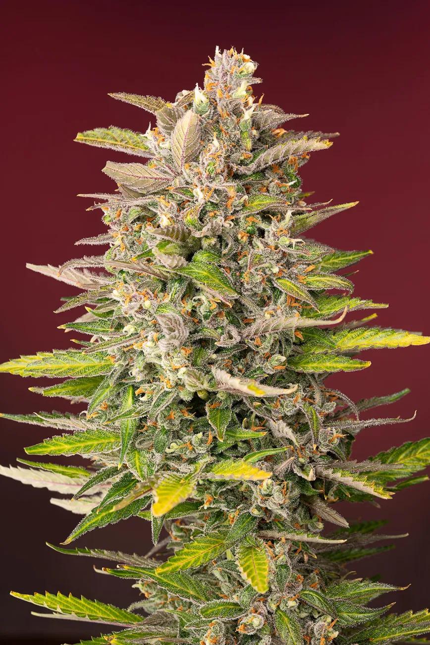 Permanent Jealousy XL Auto®