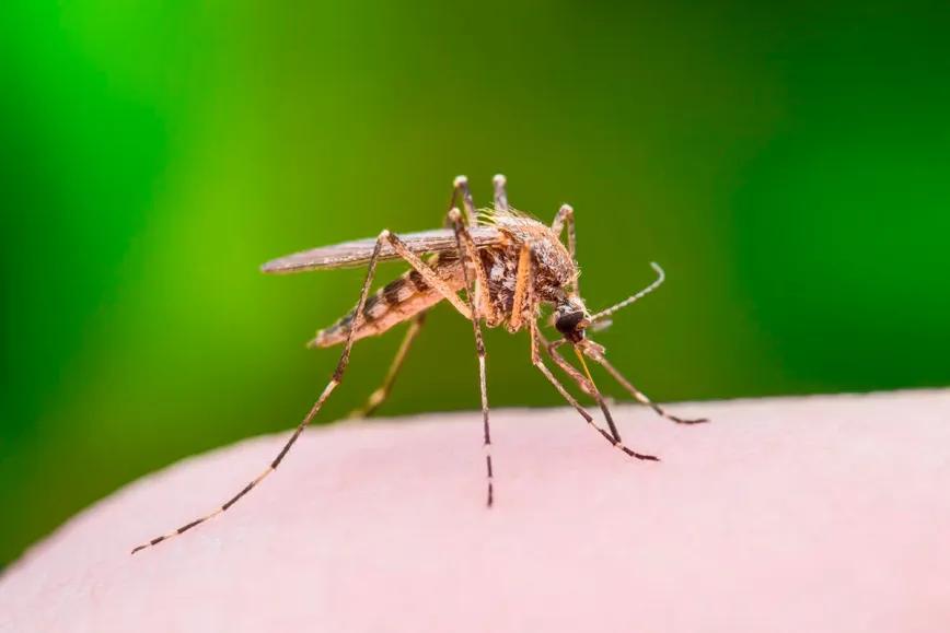 Extractos de cáñamo inhiben virus transmitido por mosquitos en Asia