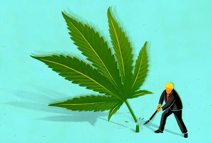 Trump veta el THC de cáñamo en productos comerciales