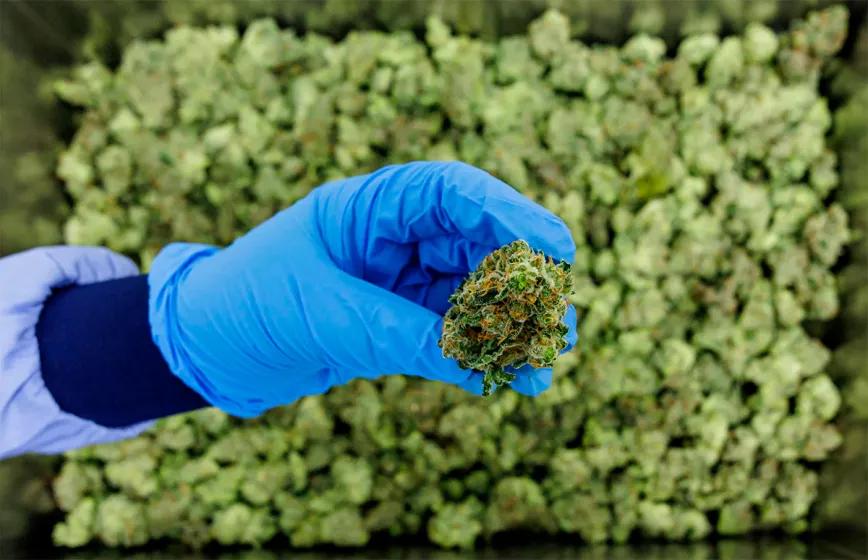 Alemania aumenta importación de cannabis medicinal