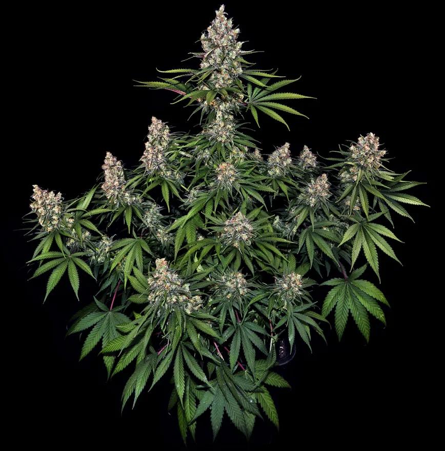 OG Kush: el olor monstruoso de una reina