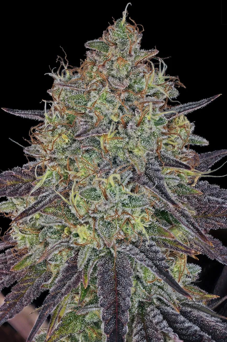 Sour Diesel: brillo atemporal de la vieja escuela