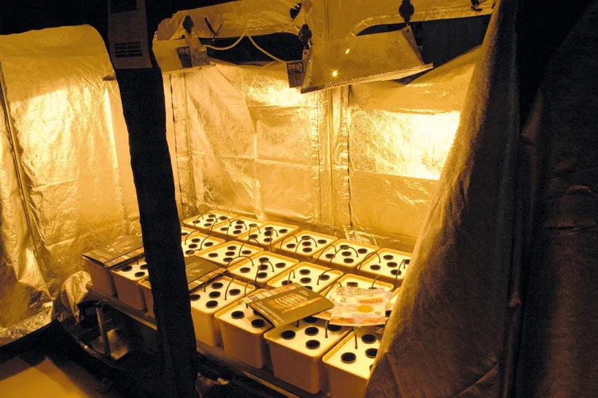 Diez pasos para montar el primer cultivo interior