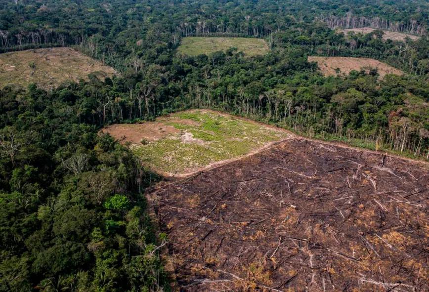 La producción de coca se traslada a zonas más remotas y boscosas, lo que empuja la deforestación. Foto de Gena Steffens.