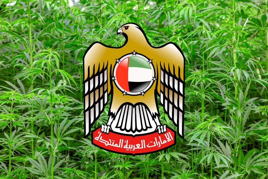 Emiratos Árabes regula el cáñamo industrial 