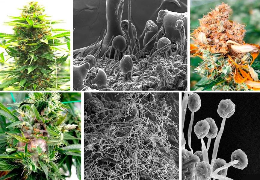 Micobioma del cannabis y el cáñamo