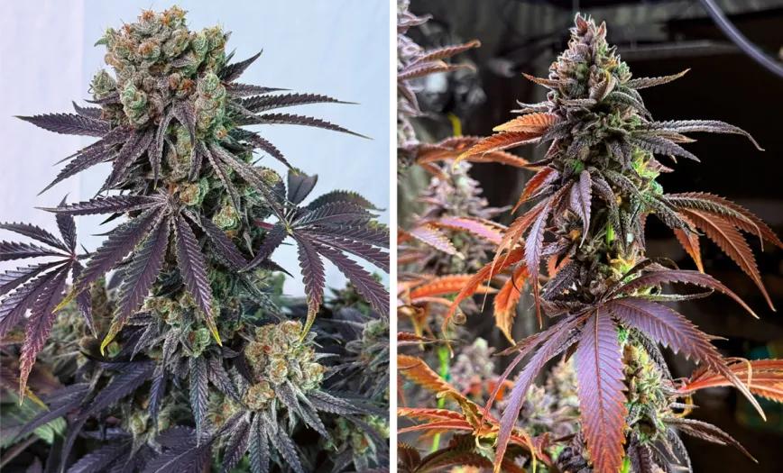 Grandpa Zombie: el apocalipsis nunca fue tan tranquilo