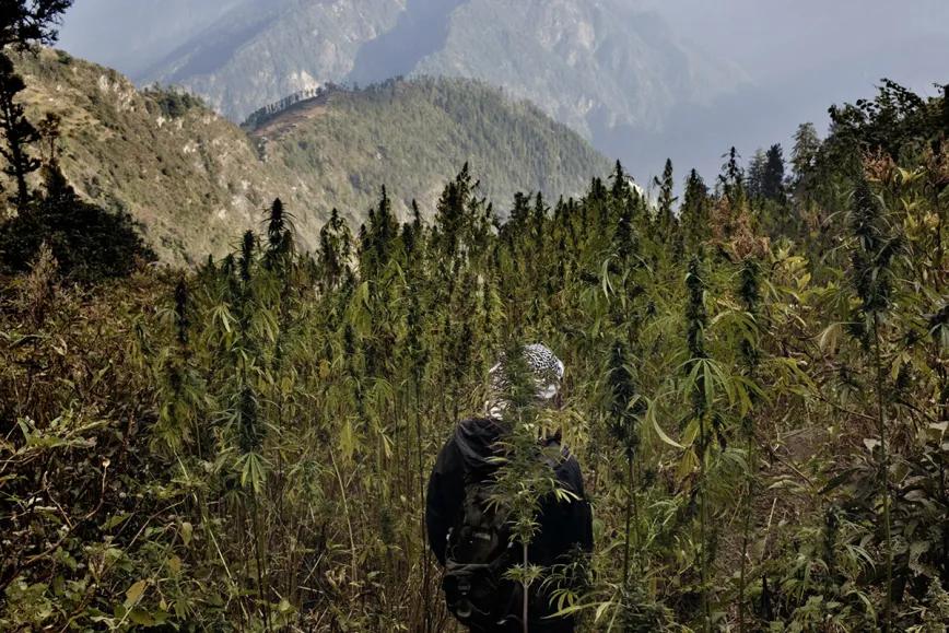 Himalaya indio avanza hacia el cultivo regulado de cáñamo