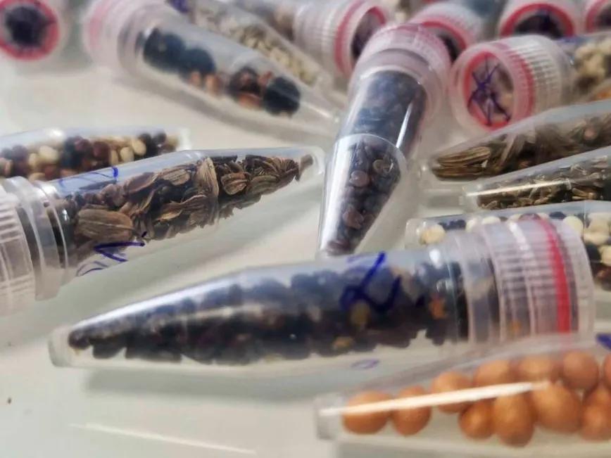 Martian Grow intentará volver a enviar semillas al espacio en 2026