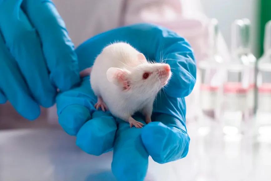 El estrés basal condiciona a ratas consumir cannabis