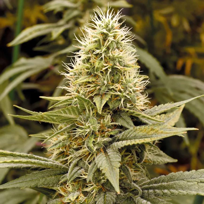 El objetivo de todo cultivador de interior: un cogollo de primera calidad