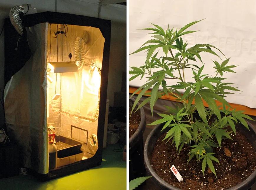 La mentalidad del cultivador ‘indoor’: diez claves para empezar sin tropiezos 