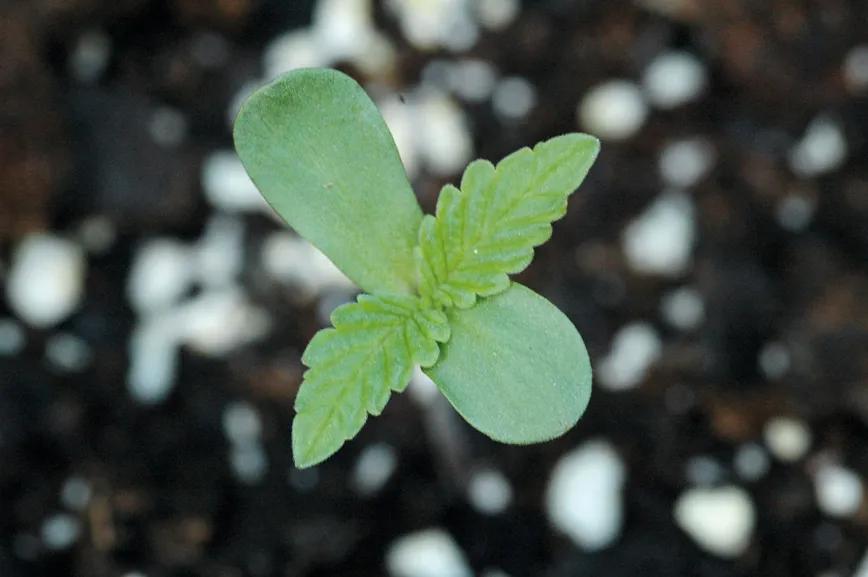 La mentalidad del cultivador ‘indoor’: diez claves para empezar sin tropiezos 