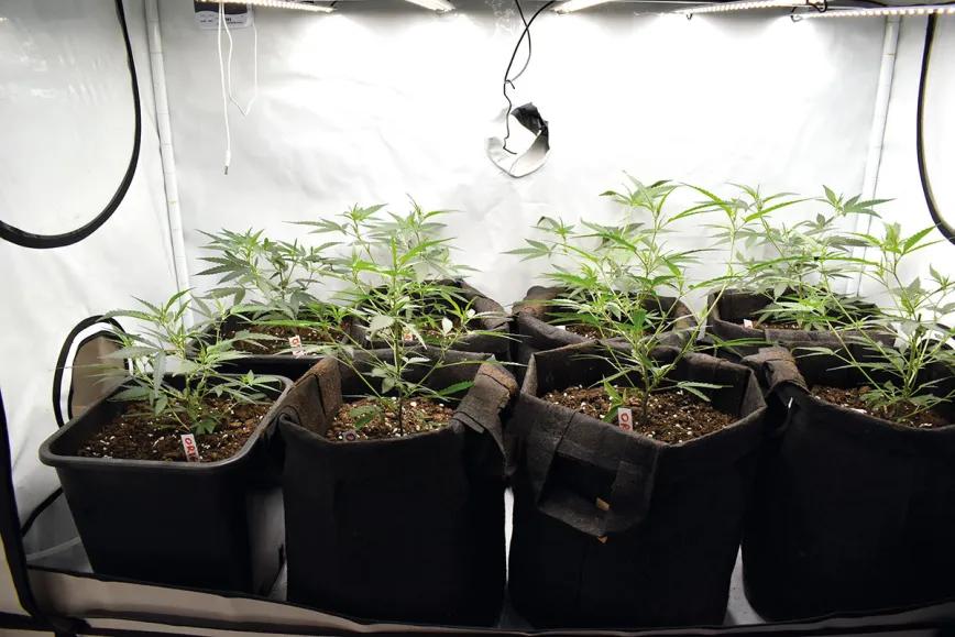 La mentalidad del cultivador ‘indoor’: diez claves para empezar sin tropiezos 