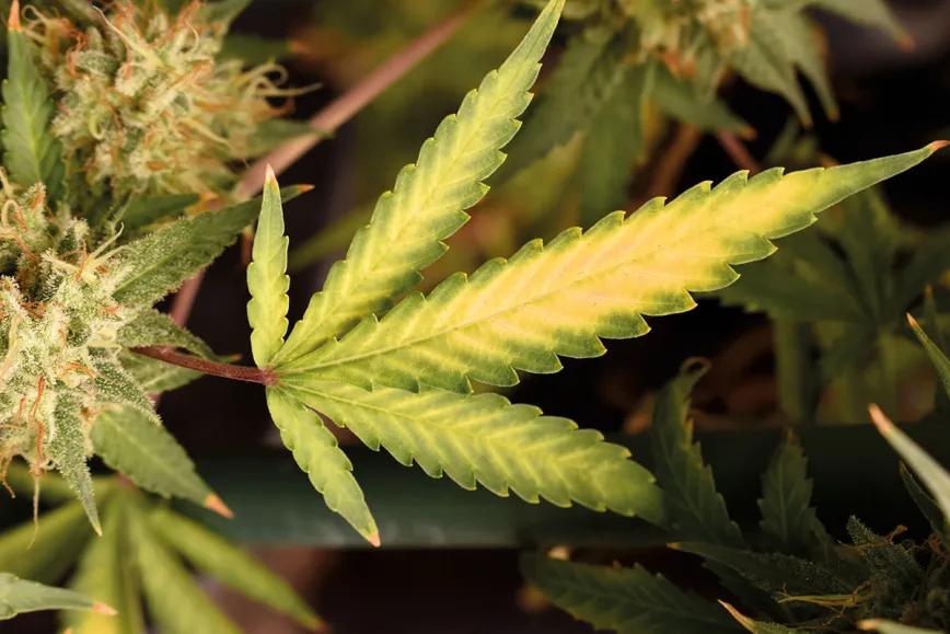 La mentalidad del cultivador ‘indoor’: diez claves para empezar sin tropiezos 
