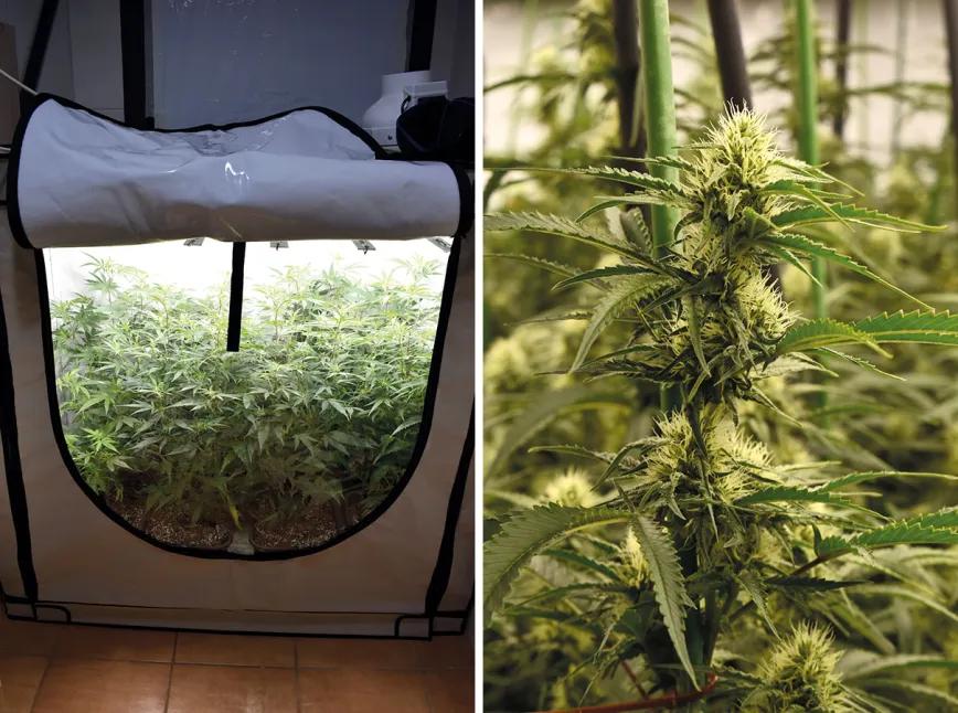 La mentalidad del cultivador ‘indoor’: diez claves para empezar sin tropiezos 