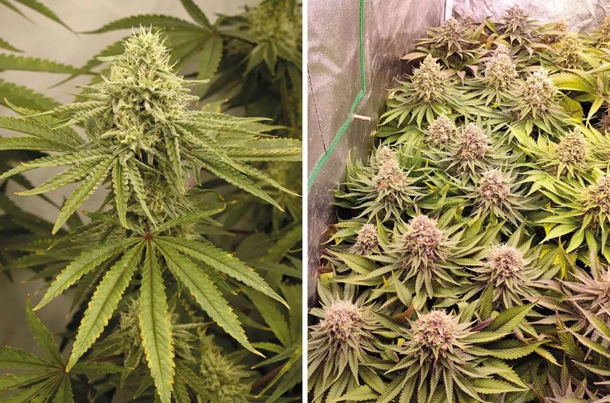La mentalidad del cultivador ‘indoor’: diez claves para empezar sin tropiezos 
