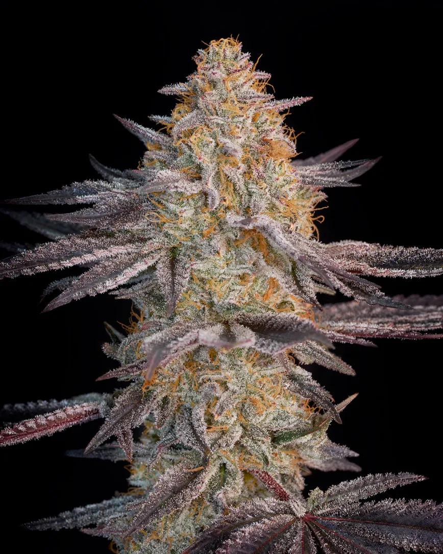 Super Lemon Haze × RS11