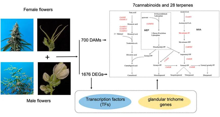 Análisis comparativo de la expresión génica y metabolitos en flores femeninas y masculinas de Cannabis sativa