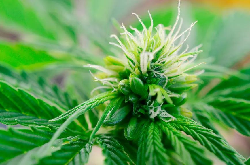 La razón detrás de la mayor producción de CBD en plantas hembra 