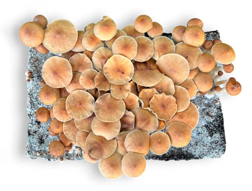 Pink Buffalo: el mito tailandés detrás de un cubensis global