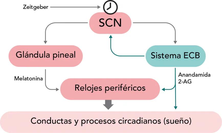 Mapa conceptual simple del sistema de regulación circadiana y reloj circadiano central.