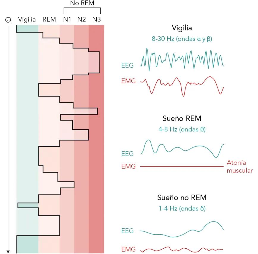 “Arquitectura del sueño”: distribución en el tiempo de las diferentes fases del sueño en la especie humana.